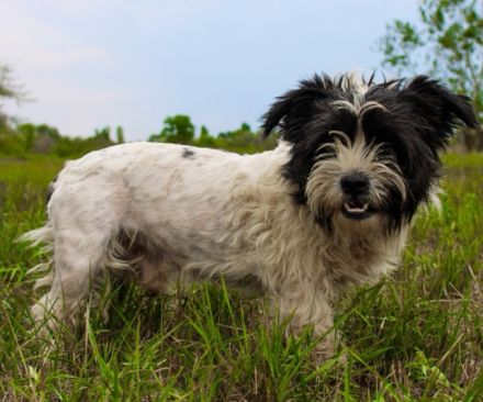 Pele, Tibet Terrier Mix, geb. 2024, su. hunderefahrene Besitzer