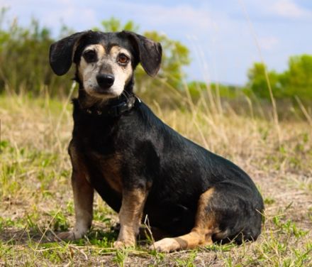 Bori, Dackel Beagle Mischling, geb. 2016, ein richtiger Goldschatz