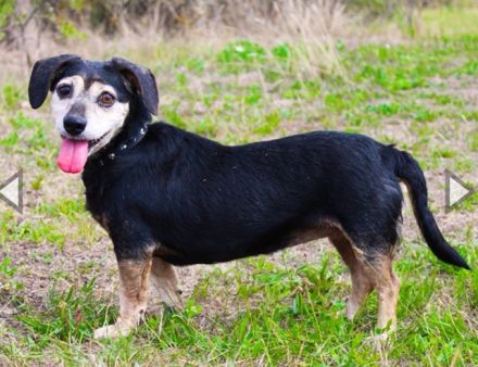 Bori, Dackel Beagle Mischling, geb. 2016, ein richtiger Goldschatz