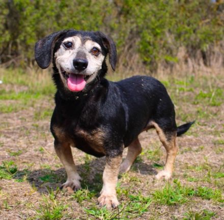 Bori, Dackel Beagle Mischling, geb. 2016, ein richtiger Goldschatz
