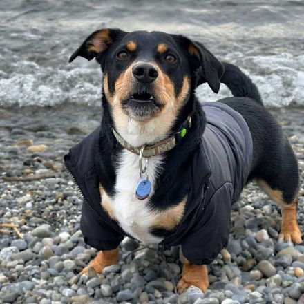 Joshi in 88079 Kressbronn sucht sein Für-immer-Zuhause