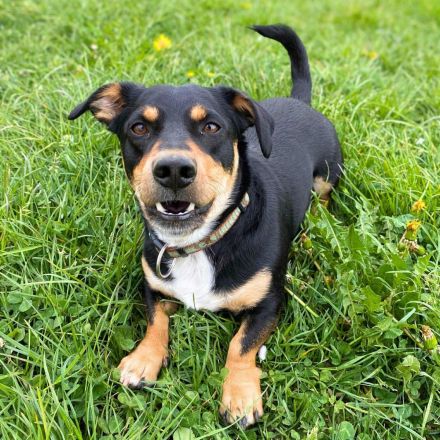 Joshi in 88079 Kressbronn sucht sein Für-immer-Zuhause