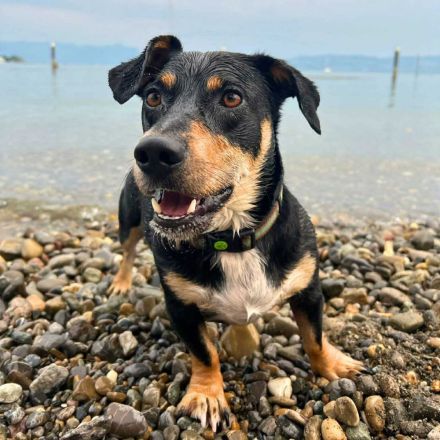 Joshi in 88079 Kressbronn sucht sein Für-immer-Zuhause