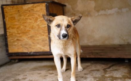 Vorsichtiger Coju sucht ein Herz, das ihn versteht