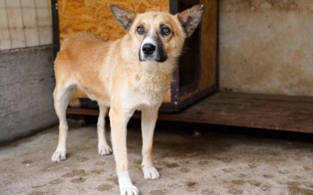 Vorsichtiger Coju sucht ein Herz, das ihn versteht