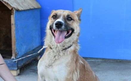 Vorsichtiger Coju sucht ein Herz, das ihn versteht