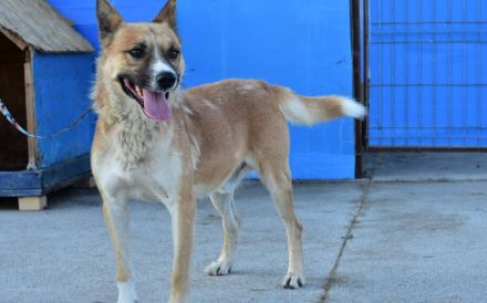 Vorsichtiger Coju sucht ein Herz, das ihn versteht