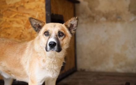 Vorsichtiger Coju sucht ein Herz, das ihn versteht