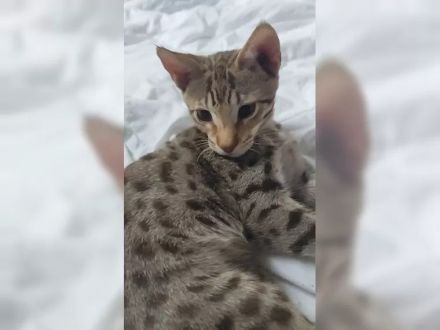 F7SBT Savannah Kitten – Seltener Chocolate Spotted Tabby Kater (Budapest / EU-Transport möglich)