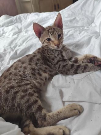 F7SBT Savannah Kitten – Seltener Chocolate Spotted Tabby Kater (Budapest / EU-Transport möglich)