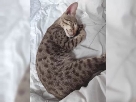 F7SBT Savannah Kitten – Seltener Chocolate Spotted Tabby Kater (Budapest / EU-Transport möglich)