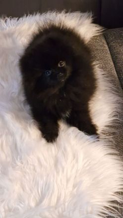 Reinrassige Pomeranian Bärchen