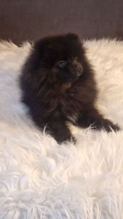 Reinrassige Pomeranian Bärchen