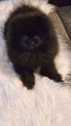 Reinrassige Pomeranian Bärchen