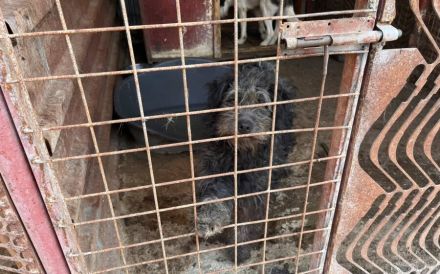 Jeder Hund verdient eine Chance – und Poschel ganz besonders.