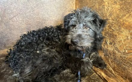 Jeder Hund verdient eine Chance – und Poschel ganz besonders.