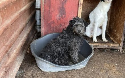 Jeder Hund verdient eine Chance – und Poschel ganz besonders.