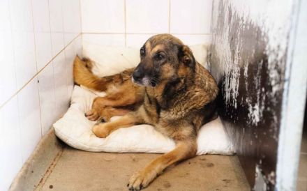 Milla: Freundliches Herz auf der Suche nach einem Zuhause