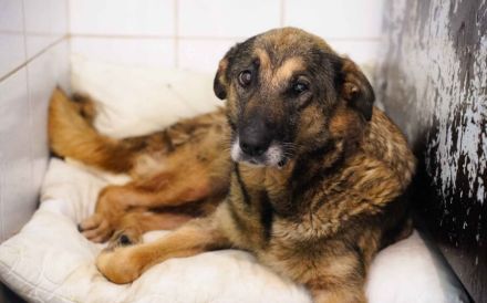 Milla: Freundliches Herz auf der Suche nach einem Zuhause