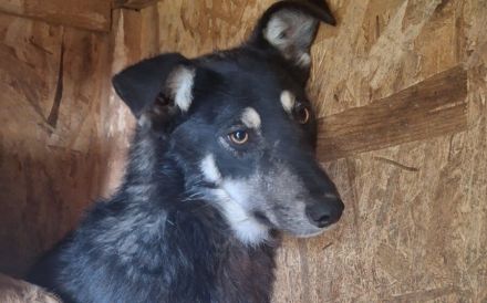 Zitrone: Eine kleine saure Frucht, die süß werden will