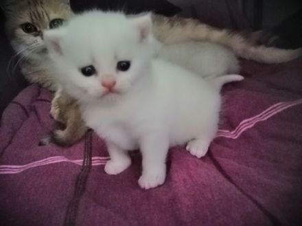 Reinrassige BKH Kitten