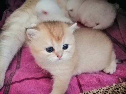 Reinrassige BKH Kitten