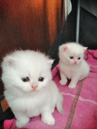 Reinrassige BKH Kitten