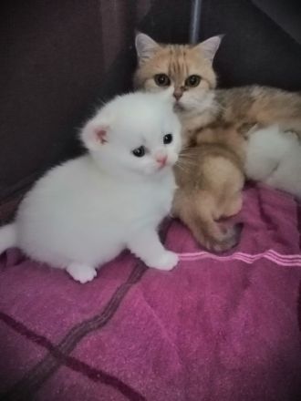 Reinrassige BKH Kitten