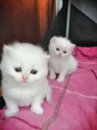 Reinrassige BKH Kitten