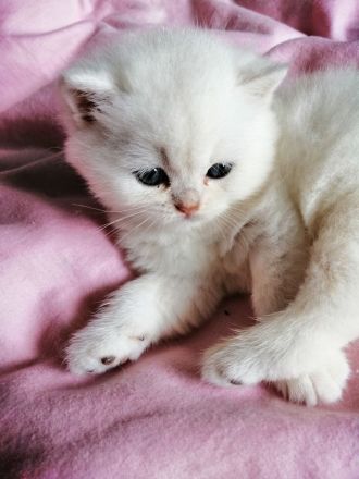 Reinrassige BKH Kitten