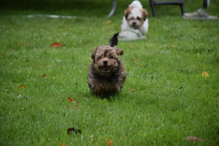 Havaneser Welpe sucht liebevolle Familie ❤️