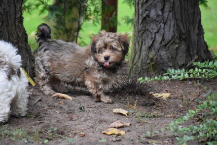 Havaneser Welpe sucht liebevolle Familie ❤️
