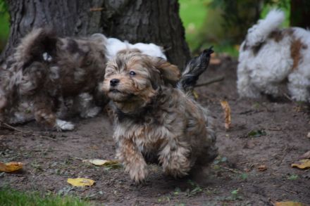 Havaneser Welpe sucht liebevolle Familie ❤️