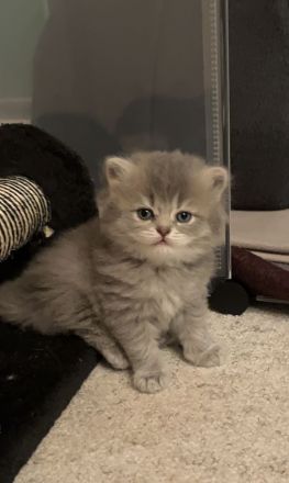 4 Zuckersüße Kitten suchen ein Zuhause– liebevoll aufgezogen, verspielt & verschmust