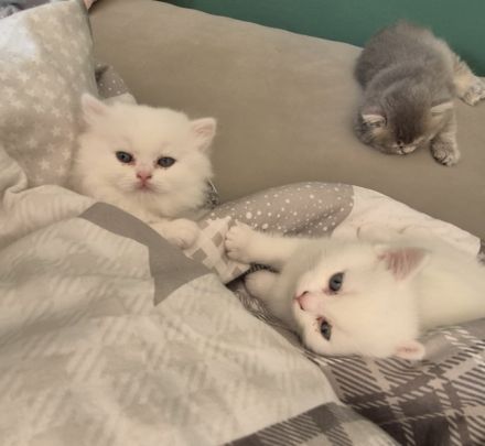 4 Zuckersüße Kitten suchen ein Zuhause– liebevoll aufgezogen, verspielt & verschmust