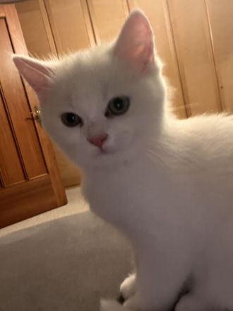 4 Zuckersüße Kitten suchen ein Zuhause– liebevoll aufgezogen, verspielt & verschmust