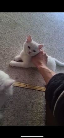 4 Zuckersüße Kitten suchen ein Zuhause– liebevoll aufgezogen, verspielt & verschmust