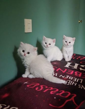 4 Zuckersüße Kitten suchen ein Zuhause– liebevoll aufgezogen, verspielt & verschmust