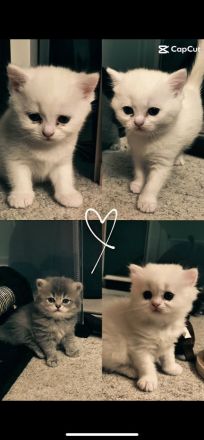 4 Zuckersüße Kitten suchen ein Zuhause– liebevoll aufgezogen, verspielt & verschmust