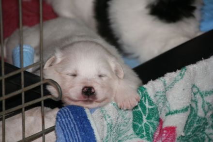 Großspitz-Welpen mit Papieren