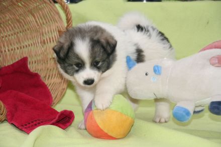 Großspitz-Welpen mit Papieren