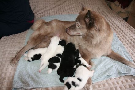 Großspitz-Welpen mit Papieren