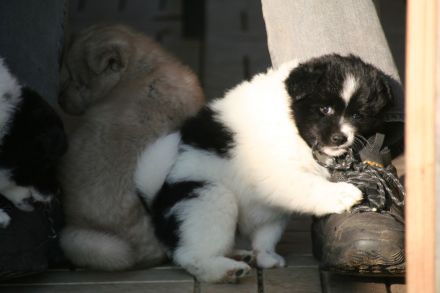 Großspitz-Welpen mit Papieren