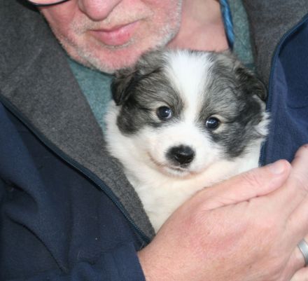 Großspitz-Welpen mit Papieren