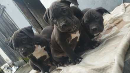 Amerikanische Staffordshire Welpen