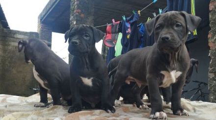 Amerikanische Staffordshire Welpen