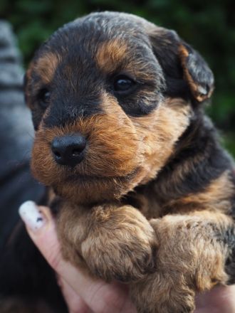 Welsh Terrier Welpen