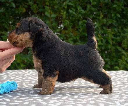Welsh Terrier Welpen
