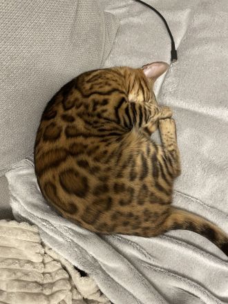 Bengal Katze in liebevolle Hände abzugeben