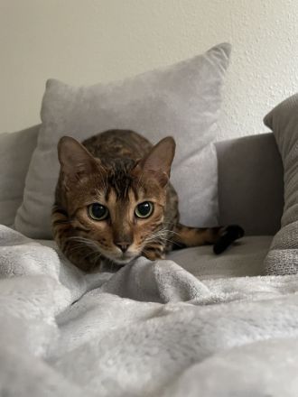 Bengal Katze aus Bremen in liebevolle Hände abzugeben